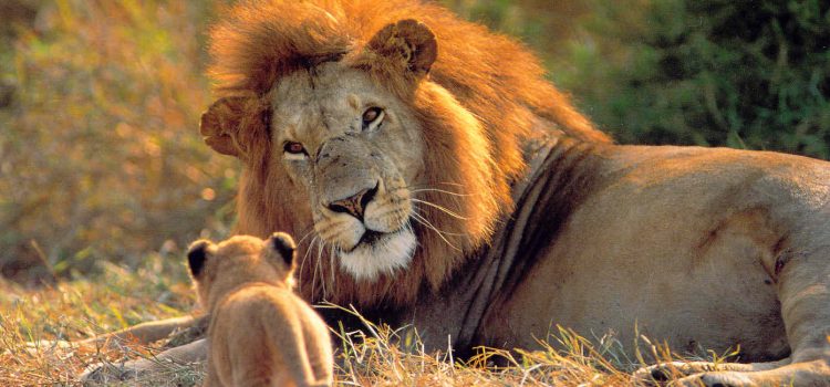 [:es]El nuevo papel del liderazgo en la ISO 14001:2015 y la responsabilidad de la alta direccion[:en]The role of leadership in ISO 14001: 2015[:]