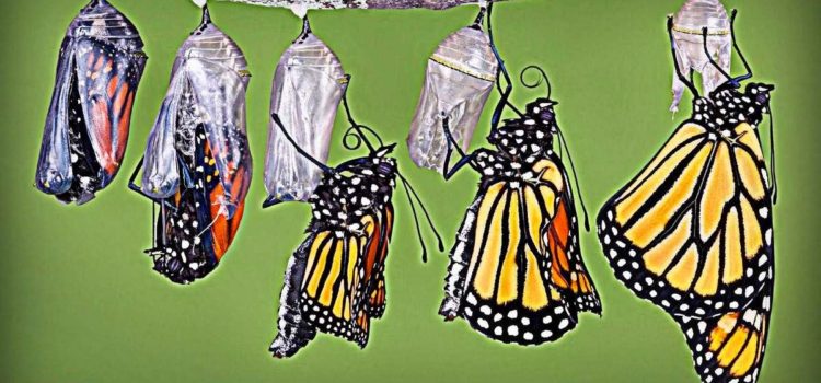 [:es]La Gestión del cambio en las organizaciones: Parte IV[:]