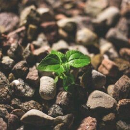 PROFESIONALIZACION DE UNA PYME