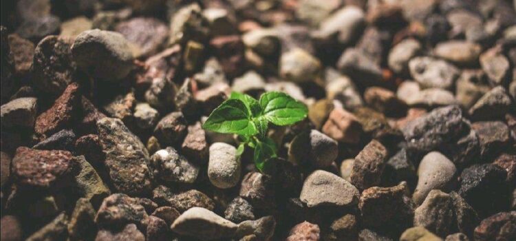 PROFESIONALIZACION DE UNA PYME PROFESIONALIZACION DE UNA PYME