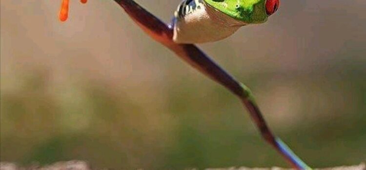 Metodologia SCRUM: Pasos y Beneficios de una exitosa implementacion en los entornos VUCA Metodologia SCRUM: Pasos y Beneficios de una exitosa implementacion en los entornos VUCA