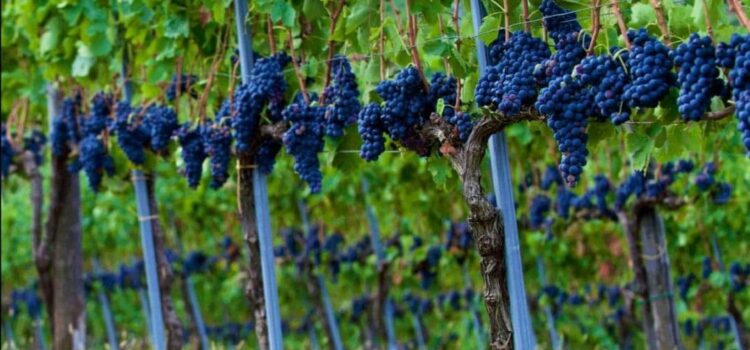 UNE-ISO 22483, calidad en hoteles armonizada UNE-ISO 22483, calidad en hoteles armonizada